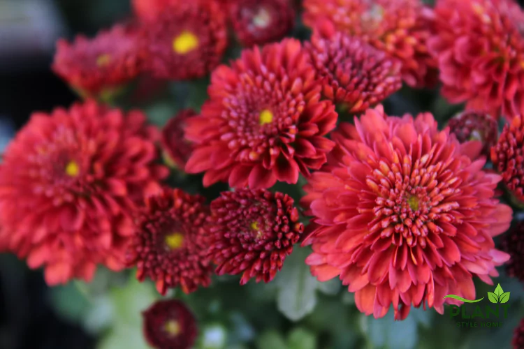 A close-up of a cluster of deep red Chrysanthemum (Mum) flowers with bright yellow centers.