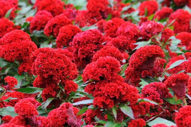 A dense field of textured, velvety red Cockscomb flowers (Celosia cristata) and green foliage.