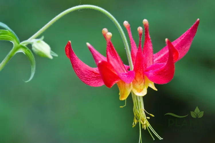A close-up of a striking red and yellow Columbine flower (Aquilegia) with long spurs against a blurred green background.
