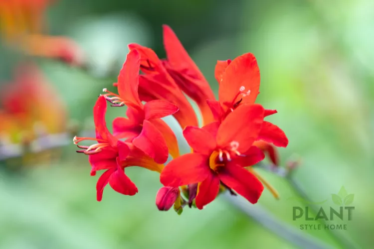 Close-up of vibrant red and orange Crocosmia flowers (Montbretia) with elongated tubular petals and dark stems.