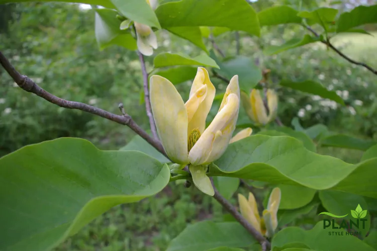 A close-up of the greenish-yellow flower of the Cucumber Tree Magnolia (Magnolia acuminata) surrounded by large green leaves.