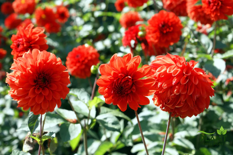 A close-up view of multiple brilliant red Dahlia flowers blooming in a sunny garden.