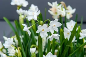 A beautiful cluster of small, fragrant white Paperwhite Narcissus flowers with yellow centers and thin green leaves.