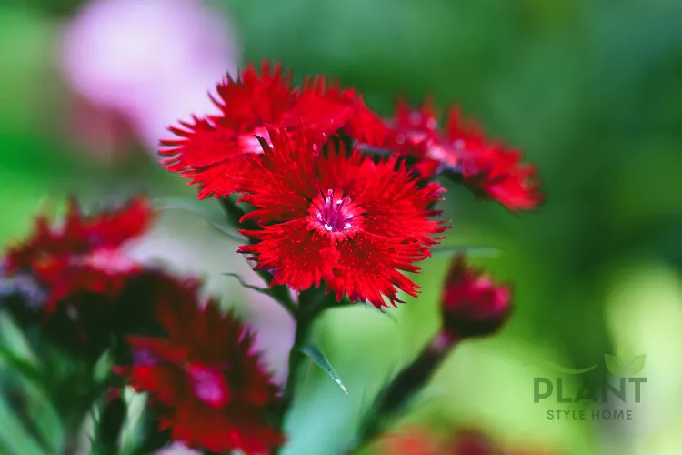 A close-up of several fringed red Dianthus flowers with darker crimson centers, set against a blurred green background.