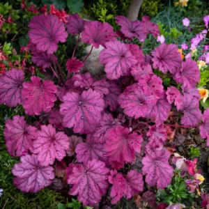 Dolce Wildberry Coral Bells showing cluster of rounded purple-magenta leaves with prominent dark purple veining creating dramatic patterns across the velvety foliage