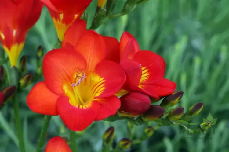 A close-up of fragrant, tubular red and yellow Freesia flowers blooming on an arching stem.