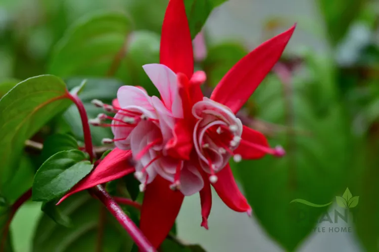 A close-up of a striking bi-color Fuchsia flower with bright red sepals and a white and pink double corolla.