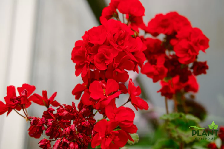 A close-up of vibrant red Zonal Geranium flowers blooming in a cluster.