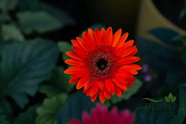 A close-up of a single, vibrant red Gerbera Daisy with a dark, almost black center, against a blurred green background.