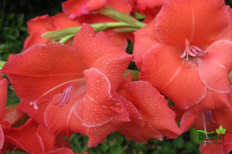 Summer garden flower: multiple striking red Gladiolus blossoms, often called 'Sword Lilies'.