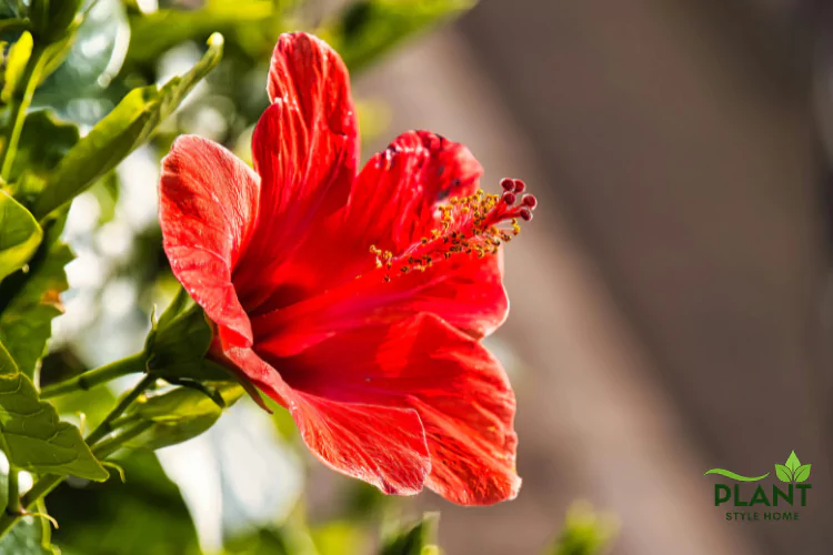 A close-up of a large, single red Hibiscus flower with its prominent stamen structure visible.