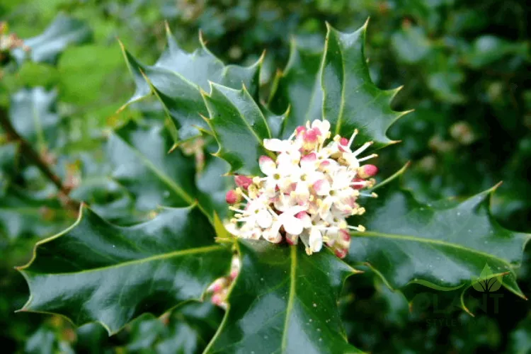 A close-up of glossy, deeply lobed dark green Holly leaves and a small central cluster of tiny white and pink flowers.