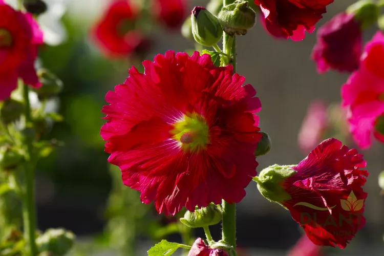 A close-up of a large, vibrant red Hollyhock flower with a bright yellow-green center.