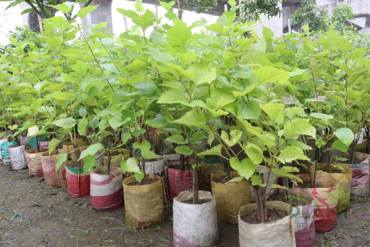 Young Night Blooming Jasmine plants in cloth sacks and bags ready for transplanting in a nursery.