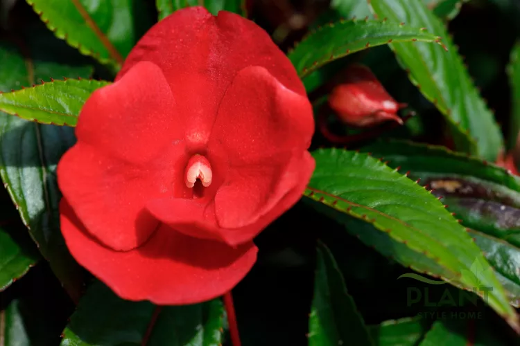 A close-up of a single vibrant red New Guinea Impatiens flower with deep green, variegated leaves.