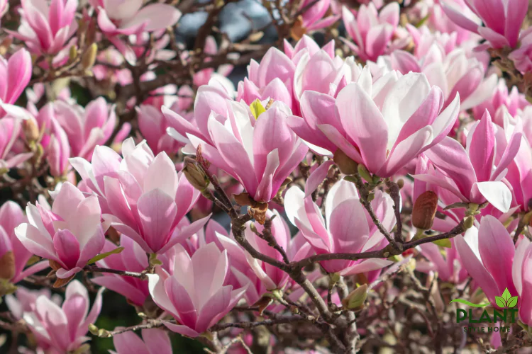 A dense cluster of beautiful pink and white Jane Magnolia flowers blooming on a tree in spring.