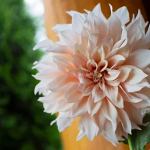 Close-up of Labyrinth Dinner Plate Dahlia showing large fully double bloom with layers of soft peachy-blush and cream-white pointed petals arranged in perfect symmetry with warm apricot center.