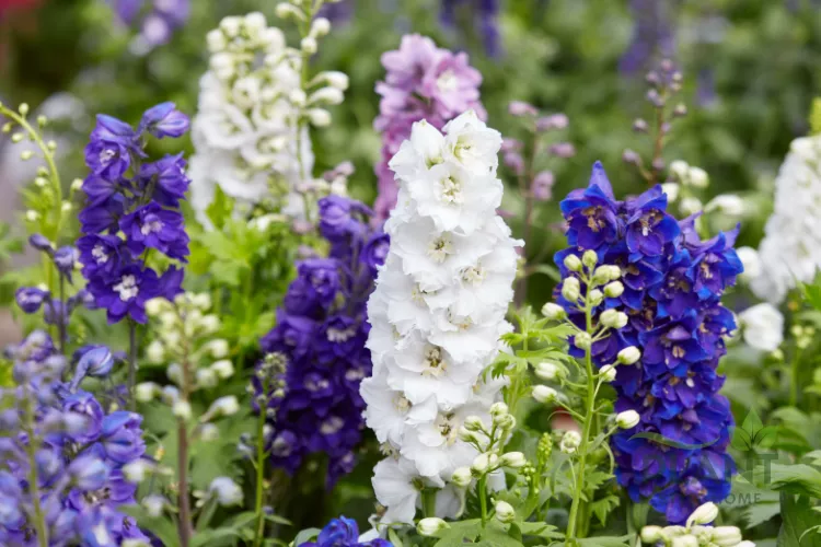 A beautiful mix of vibrant blue, deep purple, and pure white Larkspur (Delphinium) flowers in a garden bed.