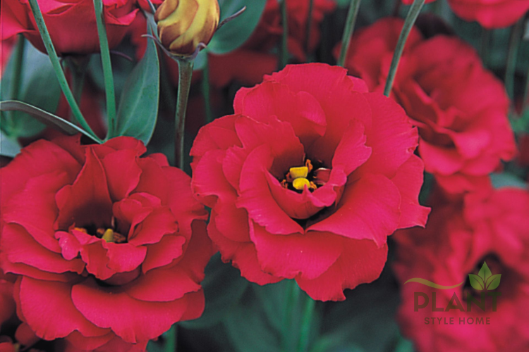 A close-up of vibrant magenta-red Lisianthus flowers with a soft, layered, rose-like appearance.