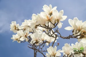 A close-up of delicate white Magnolia flowers blooming on bare, dark branches against a bright blue sky.