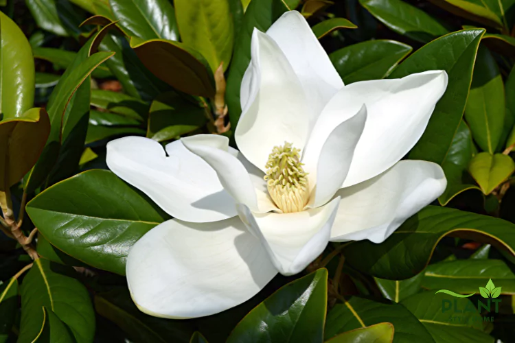 Detail of an open Magnolia bloom showing its thick white petals and prominent yellow-green center.