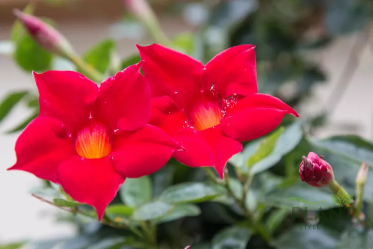 A close-up of two bright red Mandevilla flowers with warm orange throats and a closed bud.
