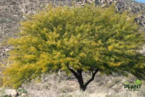 A mature Mesquite tree (Prosopis species) with a broad, yellow-green canopy standing in a rocky, arid desert landscape.