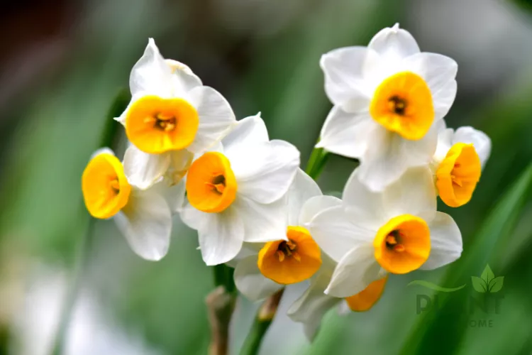 A close-up of a cluster of white Narcissus flowers with bright orange-yellow cups (daffodils) against a soft green background.