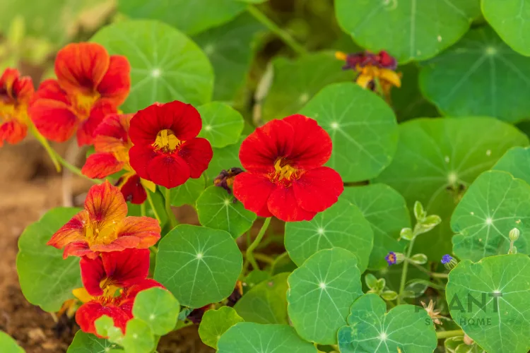 A group of bright red and orange Nasturtium flowers with yellow throats nestled among large, lily-pad-like green leaves.