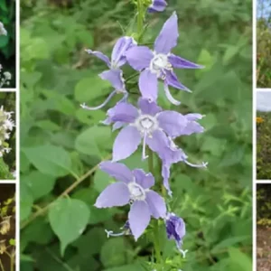 A collage of six images of native woodland edge wildflowers: top left shows white or light pink Joe Pye Weed, bottom left shows small green drooping bells, the center features a tall stalk of delicate blue-purple Harebell (Campanula), top right shows a pink and yellow Eastern Red Columbine (Aquilegia canadensis), middle right shows pink Shooting Star (Dodecatheon), and bottom right shows a white, fuzzy wildflower.