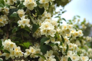 A close-up of a dense cluster of fragrant white Night Blooming Jasmine (Cestrum nocturnum) flowers and green leaves.