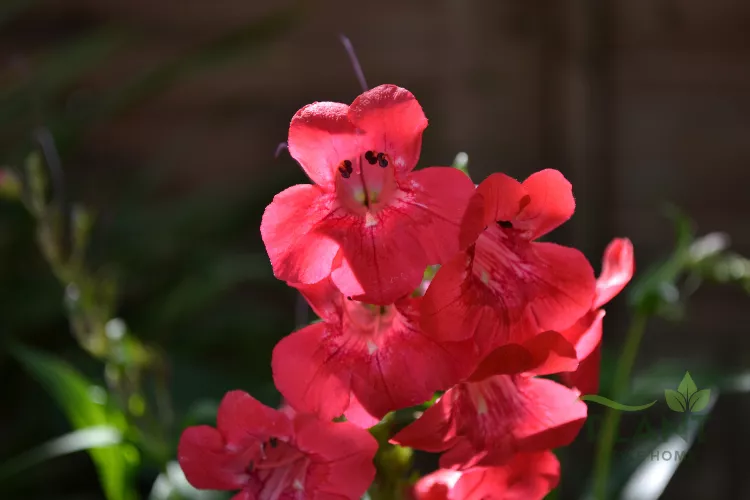 A close-up of several vibrant red Penstemon flowers (Beardtongue) with dark central markings.