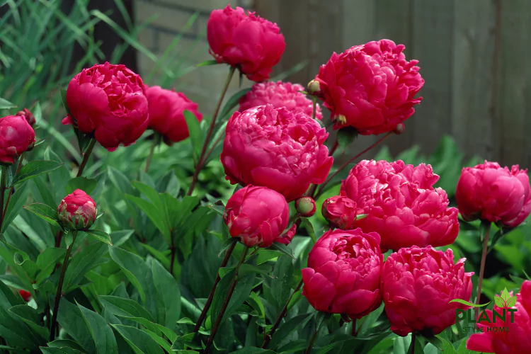 A beautiful cluster of deep pink or magenta Peonies in full bloom and bud, with lush green foliage.