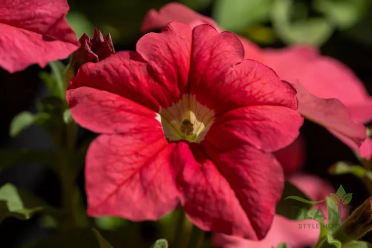 A close-up of a single vibrant red Petunia flower with a white and yellow throat in bright sunlight.