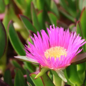 Close-up of Pink Ice Plant flower showing vibrant hot pink needle-thin petals radiating from a bright yellow center with succulent green foliage in background