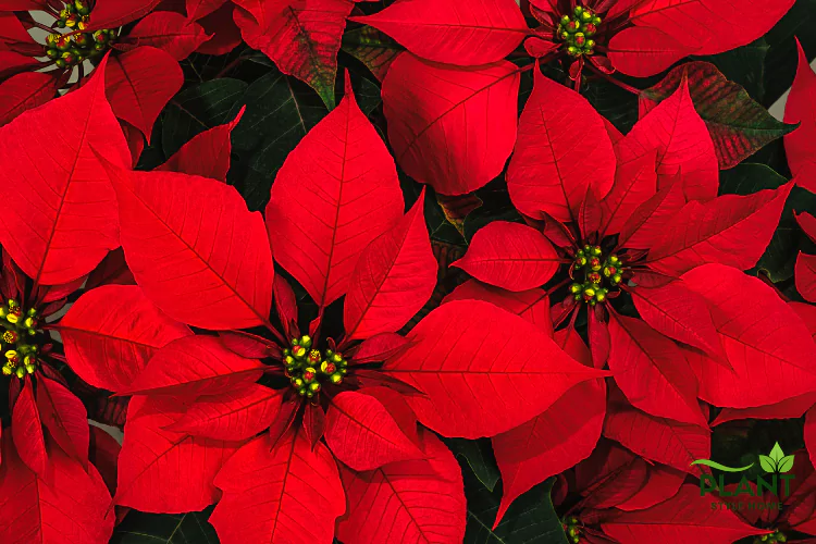 A dense, overhead view of multiple bright red Poinsettia bracts and dark green foliage.