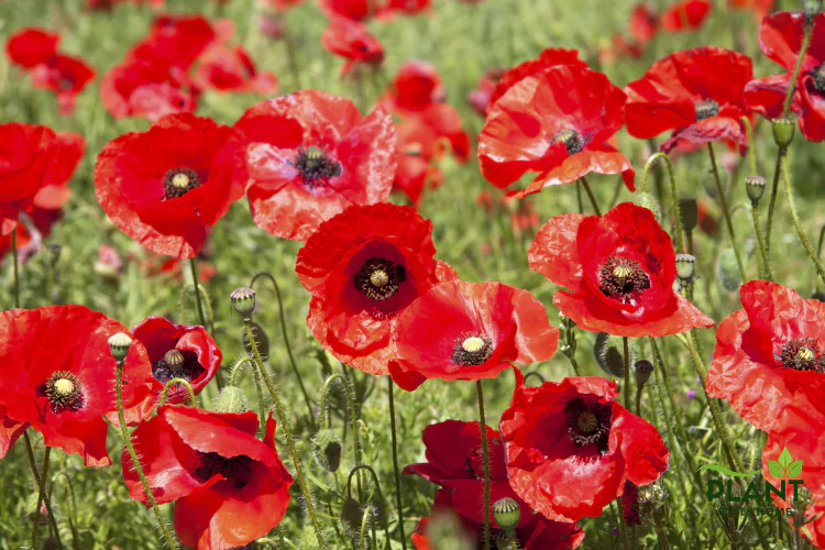 A field of classic bright red Poppies (Papaver rhoeas) with black centers and thin stems.