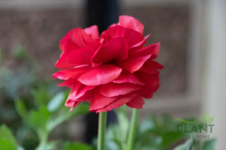 A close-up of a single, fully open, deep red Ranunculus flower with many layered petals on a green stem.