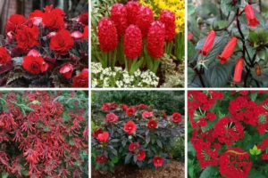 Red Flowers variety collage showcasing six different types of red-blooming plants.