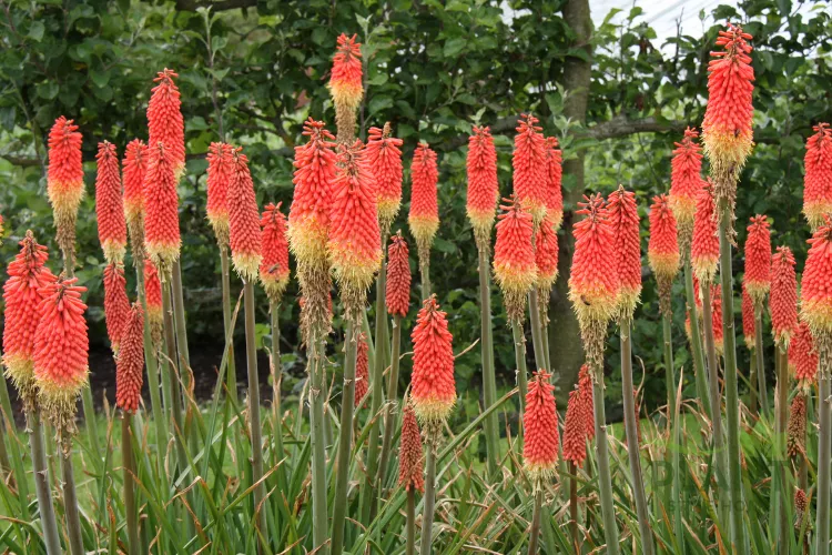 A field of tall Red Hot Poker (Kniphofia uvaria) flowers with fiery red-orange and yellow tubular blooms.