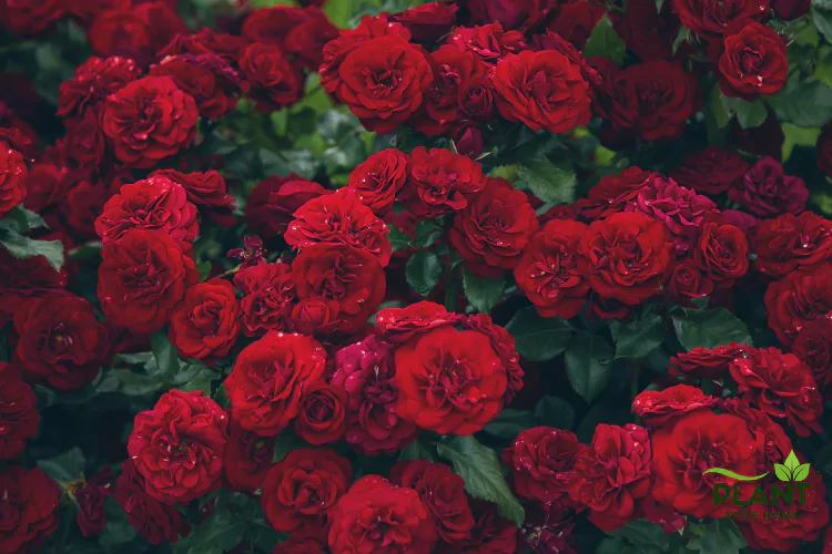 A lush, dense cluster of dark red roses and deep green foliage filling the frame.