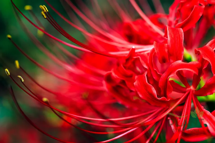 A macro close-up of the complex, fiery red Red Spider Lily flower with very long, spidery filaments and yellow anthers.