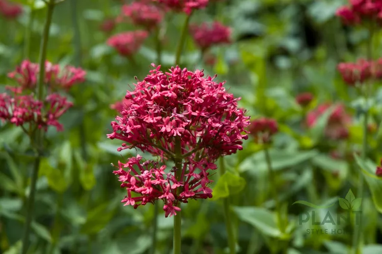 A close-up of a dense, rounded flower head of bright pink-red Red Valerian blooming above green foliage.