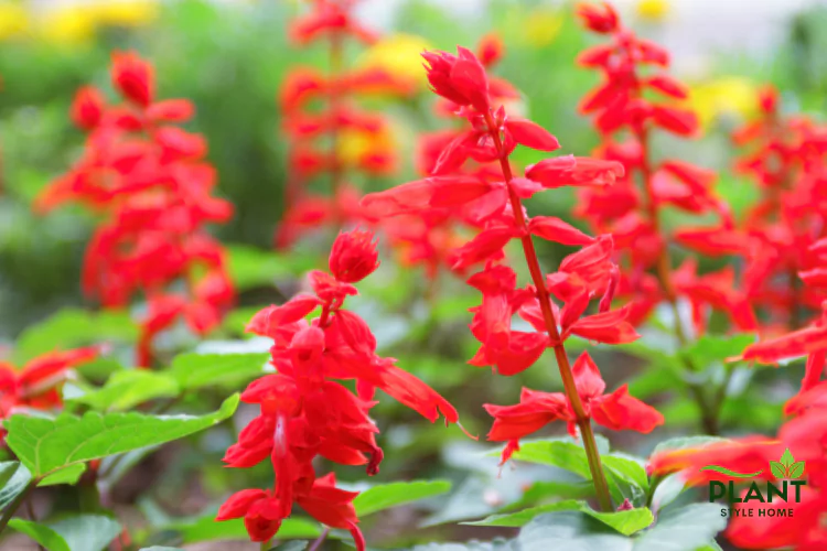 Close-up of numerous tall spikes of bright red Salvia (Scarlet Sage) flowers and green leaves.