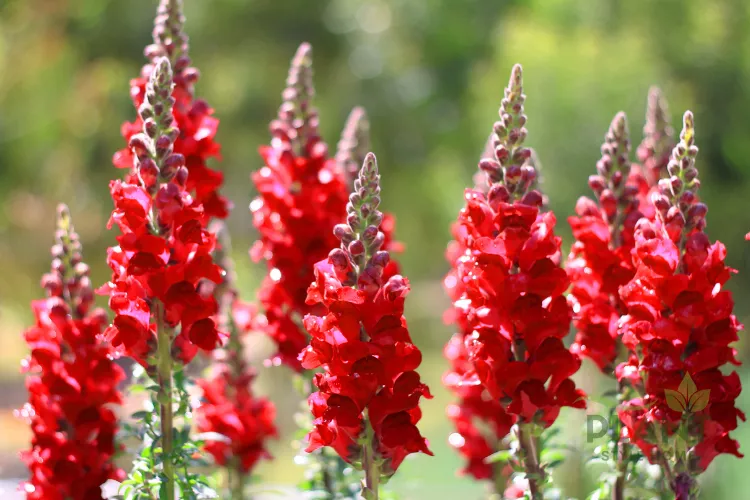 A close-up of multiple tall spikes of bright red Snapdragon flowers (Antirrhinum majus) in full sun.