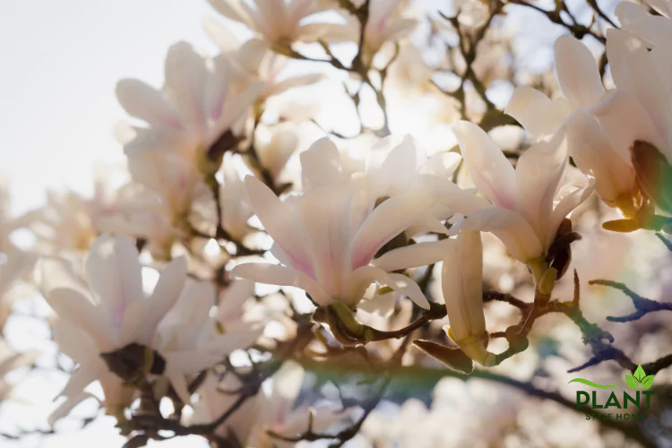 Detail of the open, strap-like petals of a blooming Star Magnolia against a bright sky.