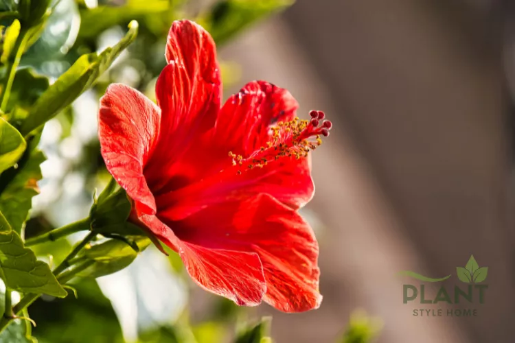 A close-up of a large, open red Hibiscus flower with a prominent stamen column and bright yellow pollen.