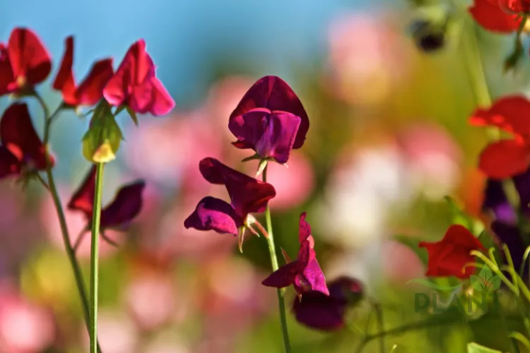 A close-up of vibrant deep purple and red Sweet Pea flowers with a soft-focus background of colorful blooms.