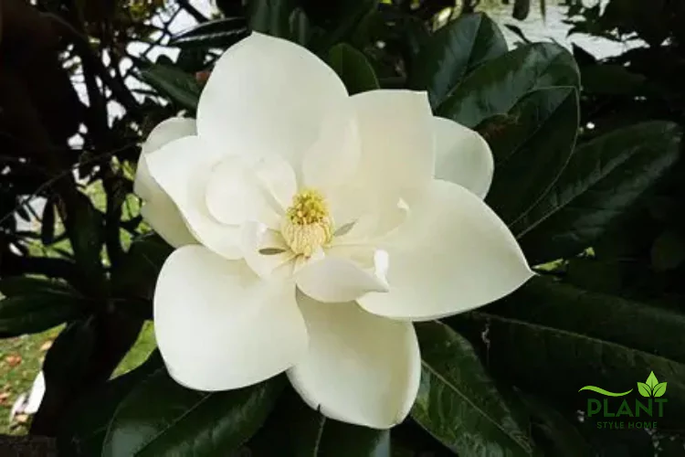 Flowering Sweetbay Magnolia tree, highlighting the contrast between the white bloom and the leaves.