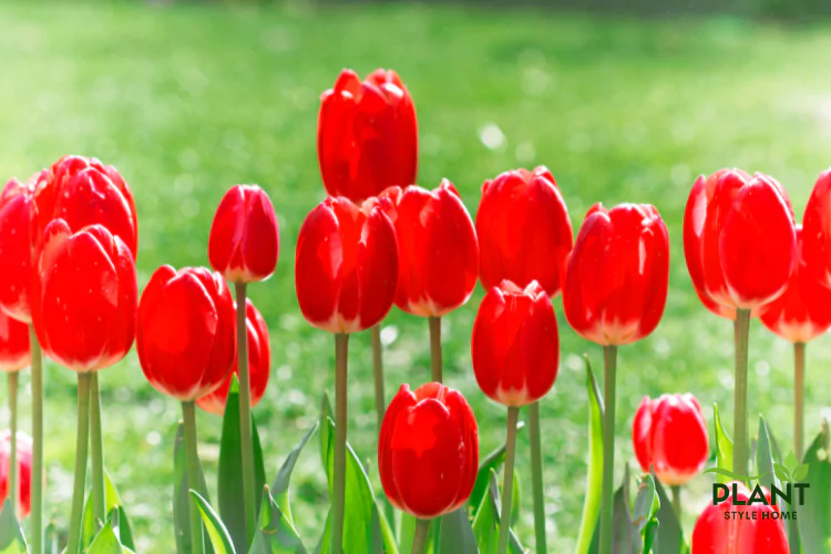 A row of bright red tulips with white bases blooming in a sunny spring garden.